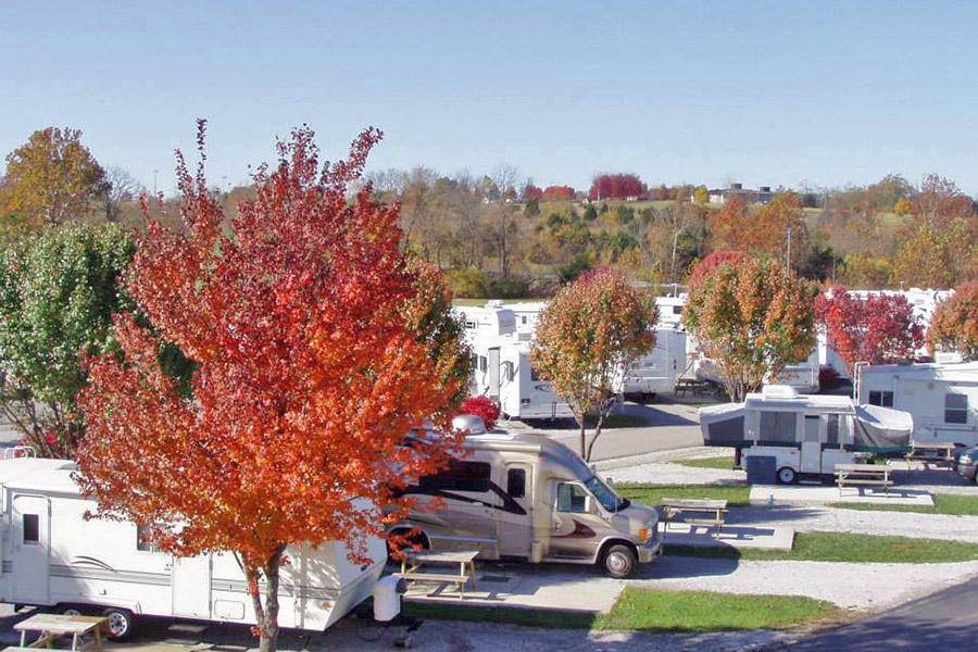Autumn Cottonwood Trees